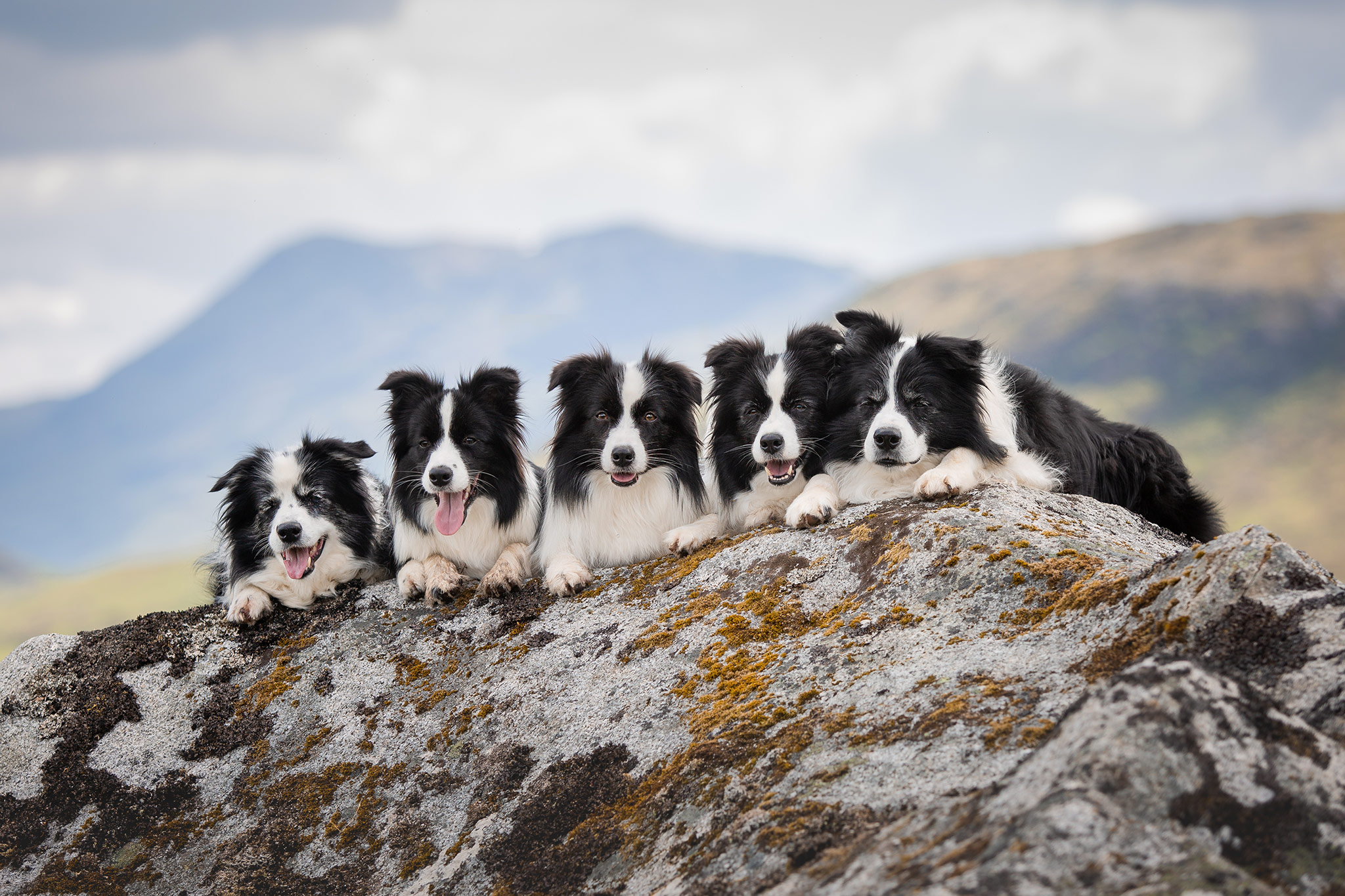 Urlaub mit Hund in Schottland: Fünf Border Collies im Rannoch Moor