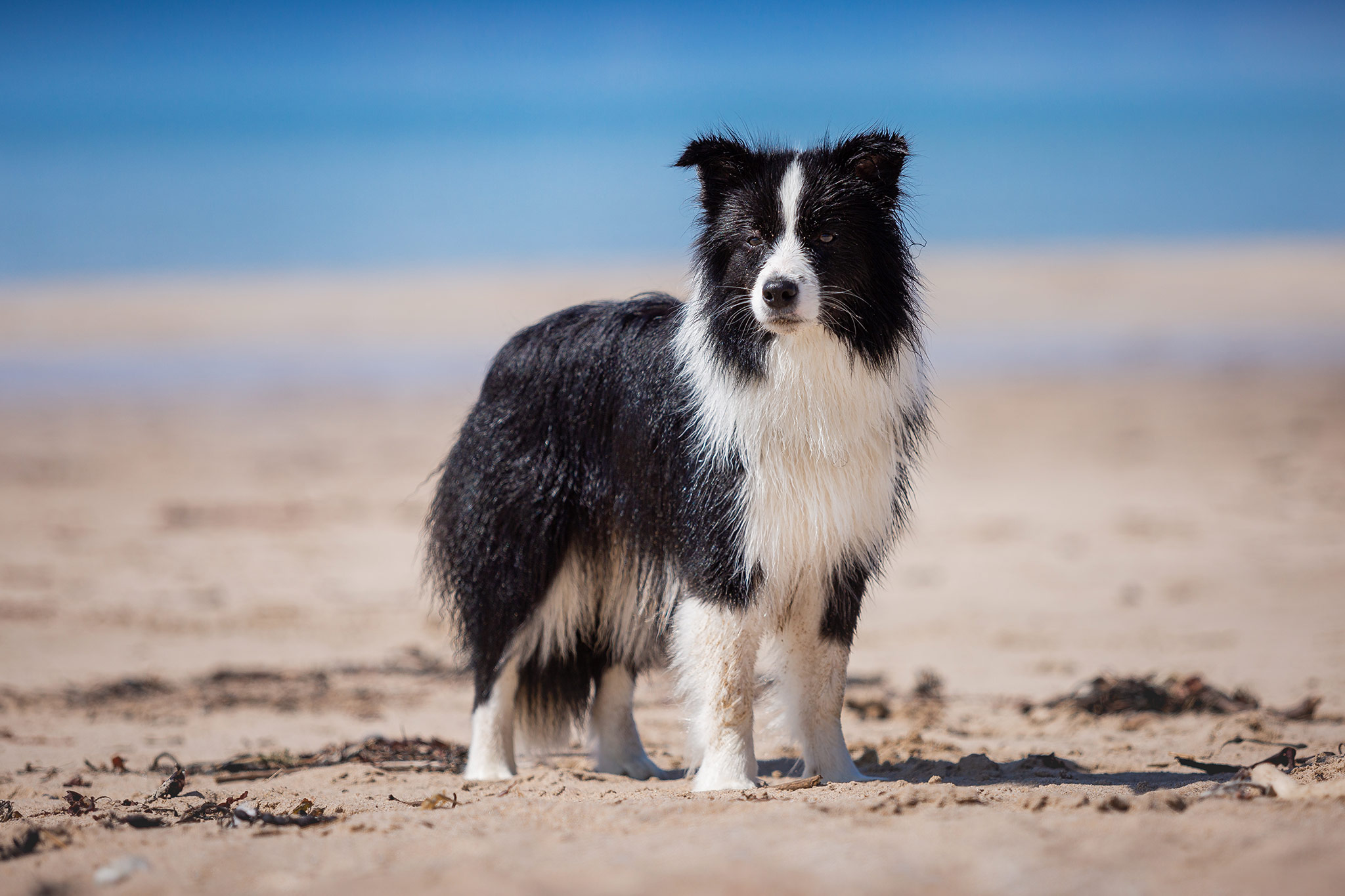 Border Collie in den schottischen Highlands