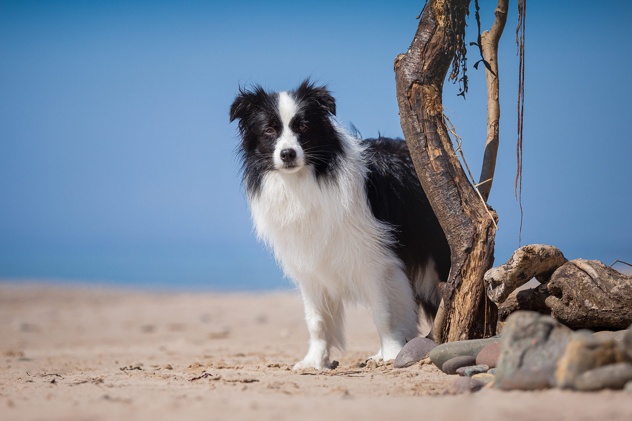 Border Collie in den schottischen Highlands