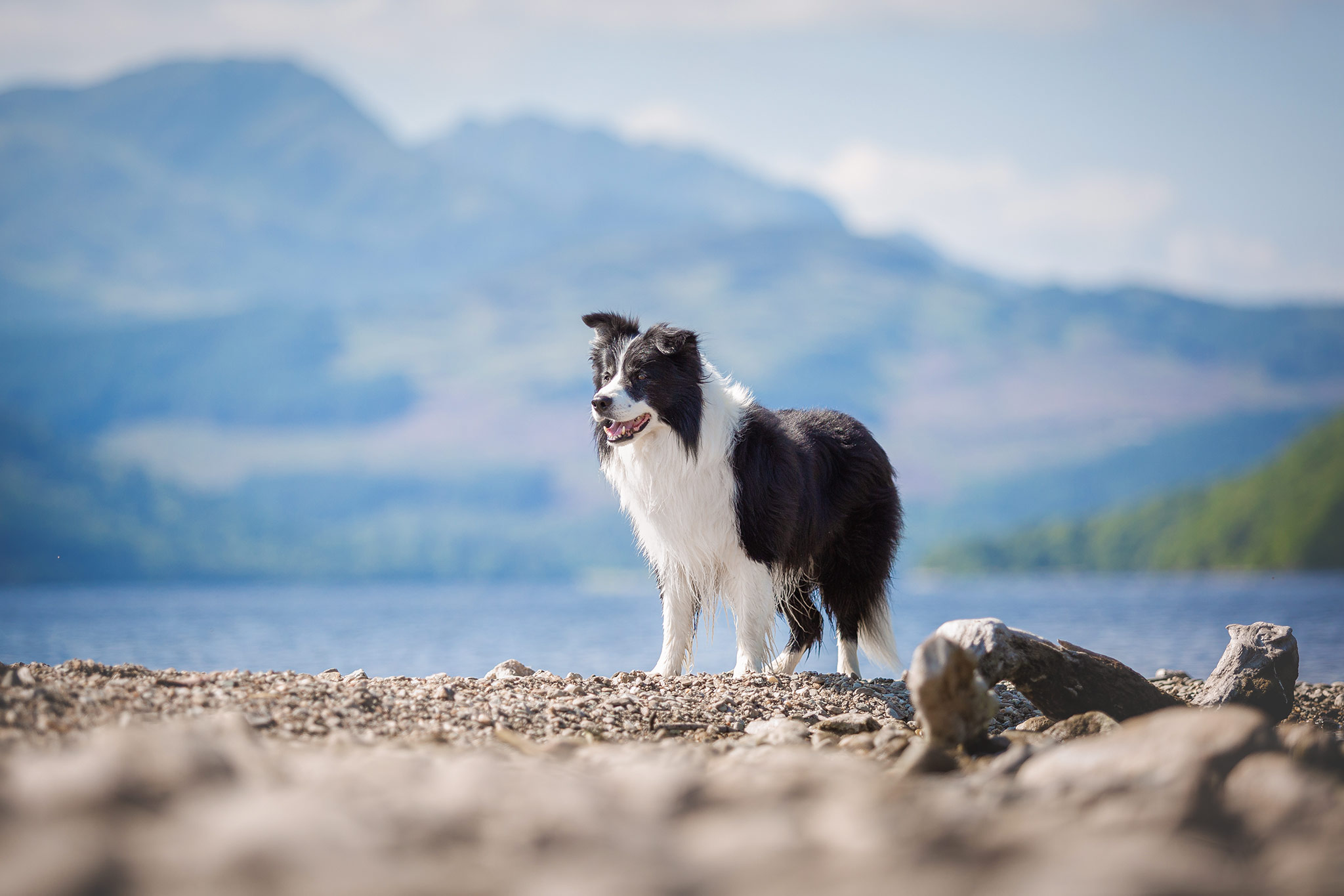 Border Collie in den schottischen Highlands