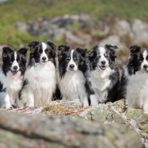 Urlaub mit Hund in Schottland: Fünf Border Collies am Loch Eilt