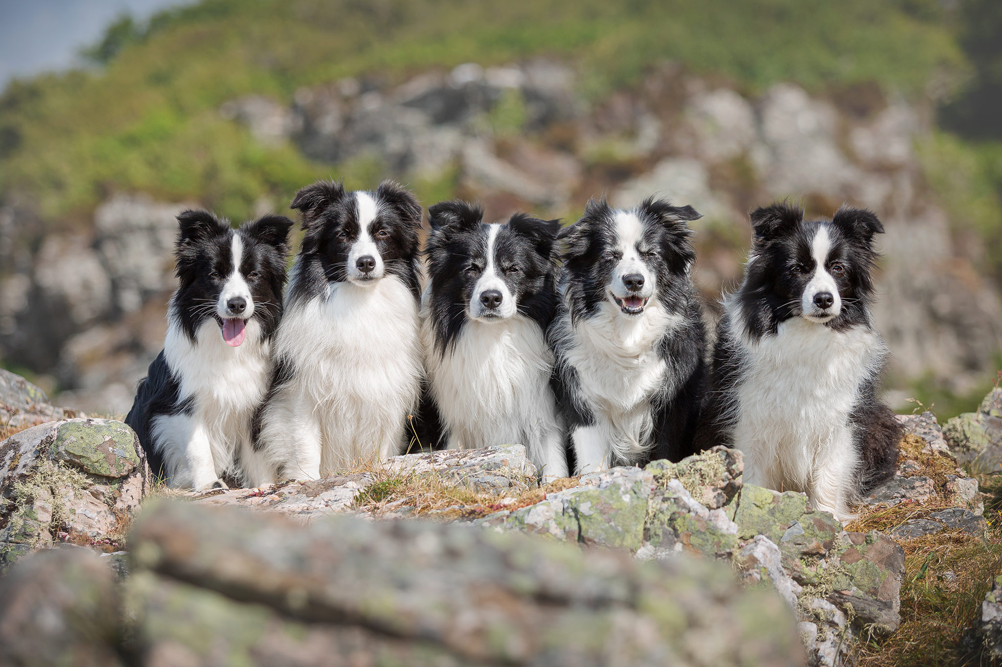 Urlaub mit Hund in Schottland: Fünf Border Collies am Loch Eilt