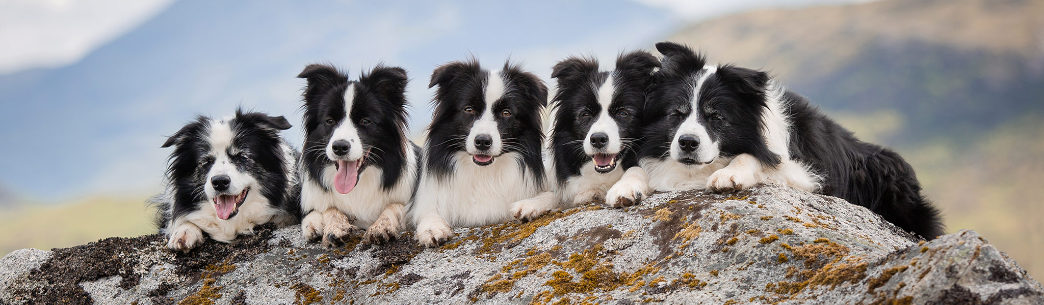 Broadmeadows Border Collie Zucht im Westerwald: unsere fünf schwarz-weißen Border Collies