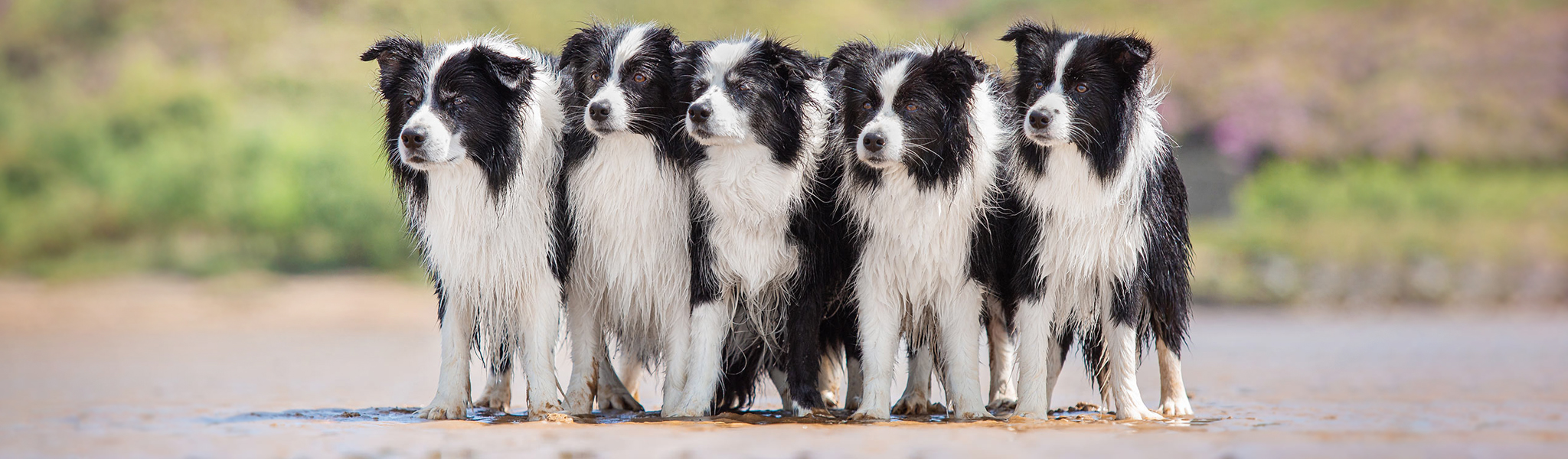 Broadmeadows Border Collie Zucht im Westerwald: unsere fünf schwarz-weißen Border Collies