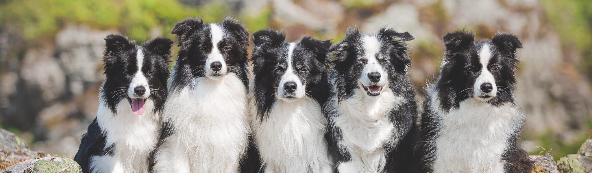 Broadmeadows Border Collie Zucht im Westerwald: unsere fünf schwarz-weißen Border Collies