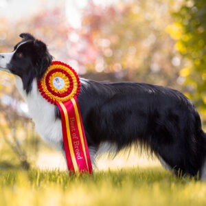 Border Collie Hündin mit roter Ausstellungsschleife