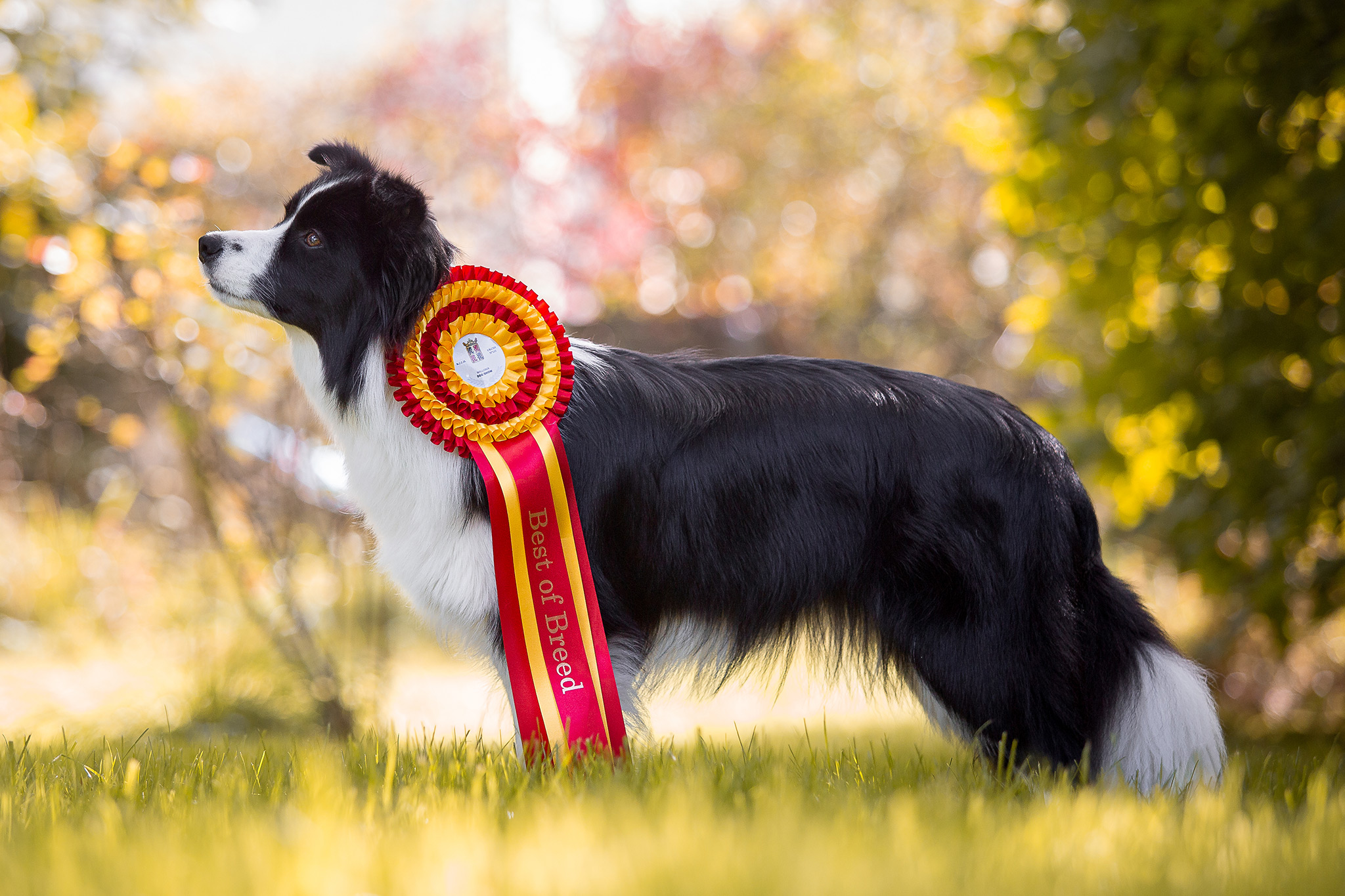 Border Collie Hündin mit roter Ausstellungsschleife