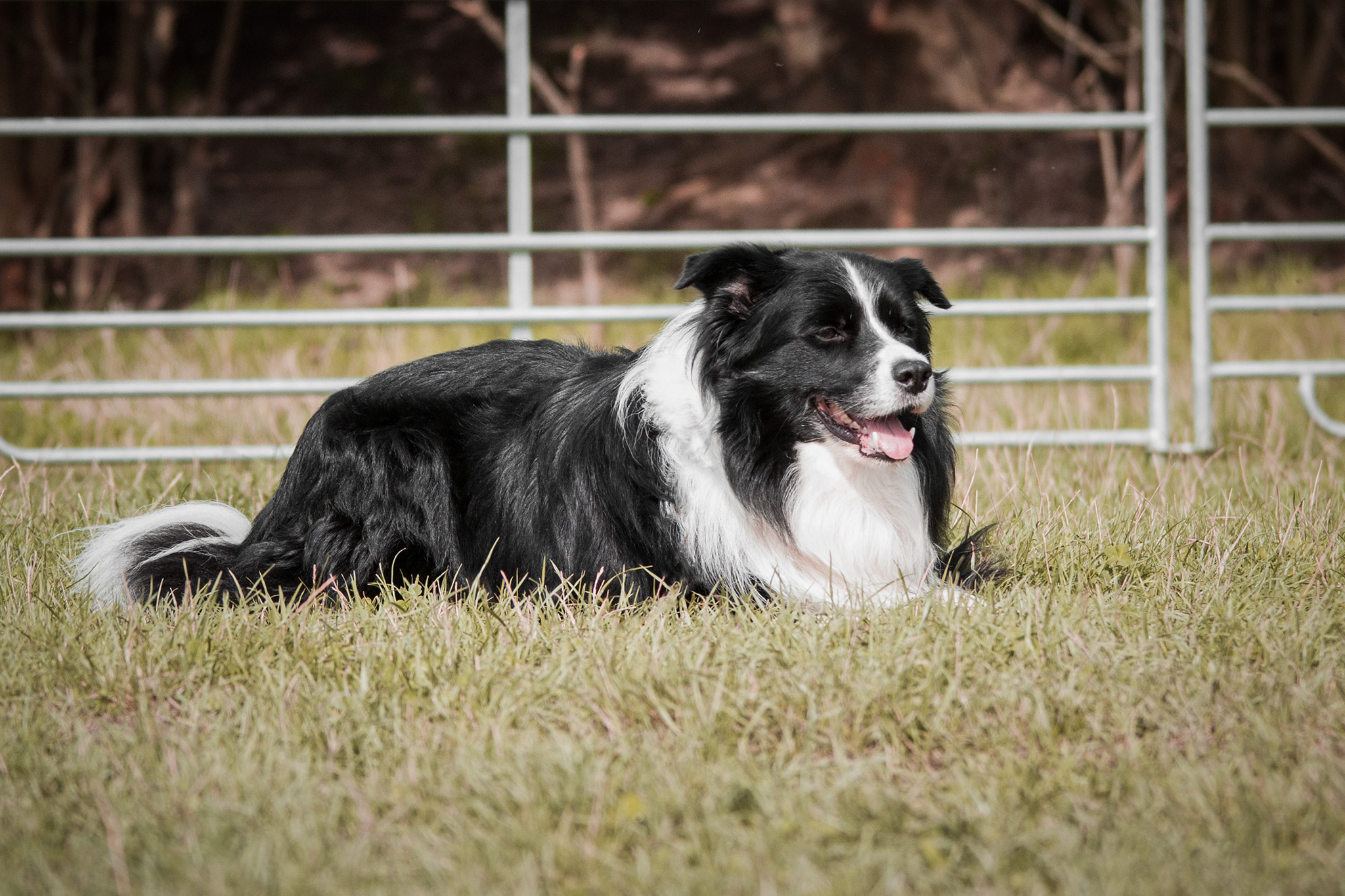 Border Collie Elvis beim Hütetraining