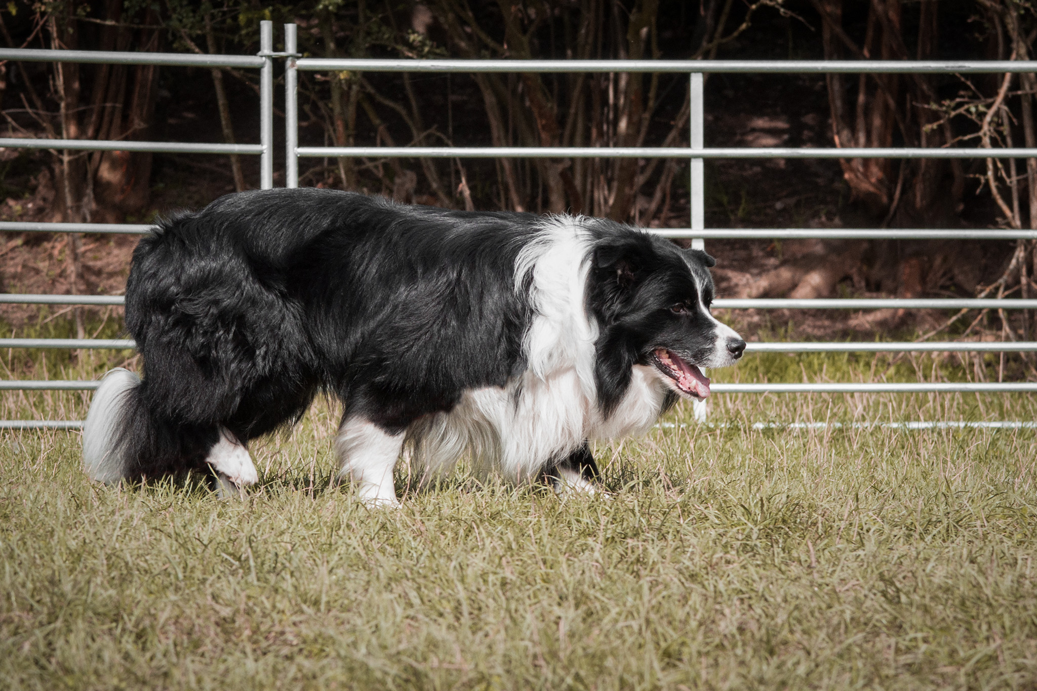 Border Collie Elvis beim Hütetraining