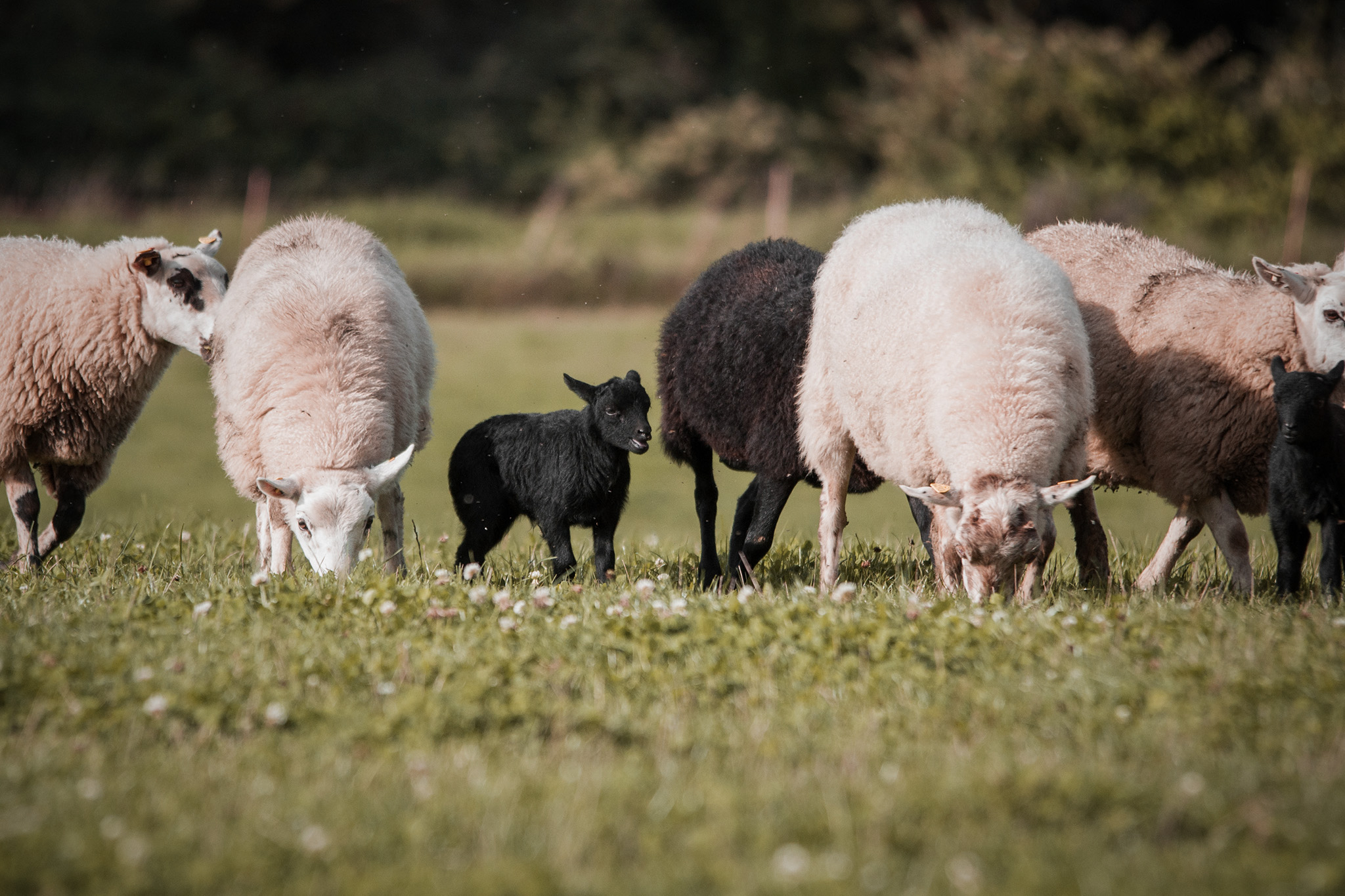 Schafe beim Hütetraining