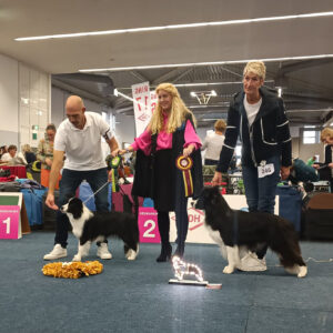 Border Collies auf der VDH Bundessieger-Ausstellung in Dortmund