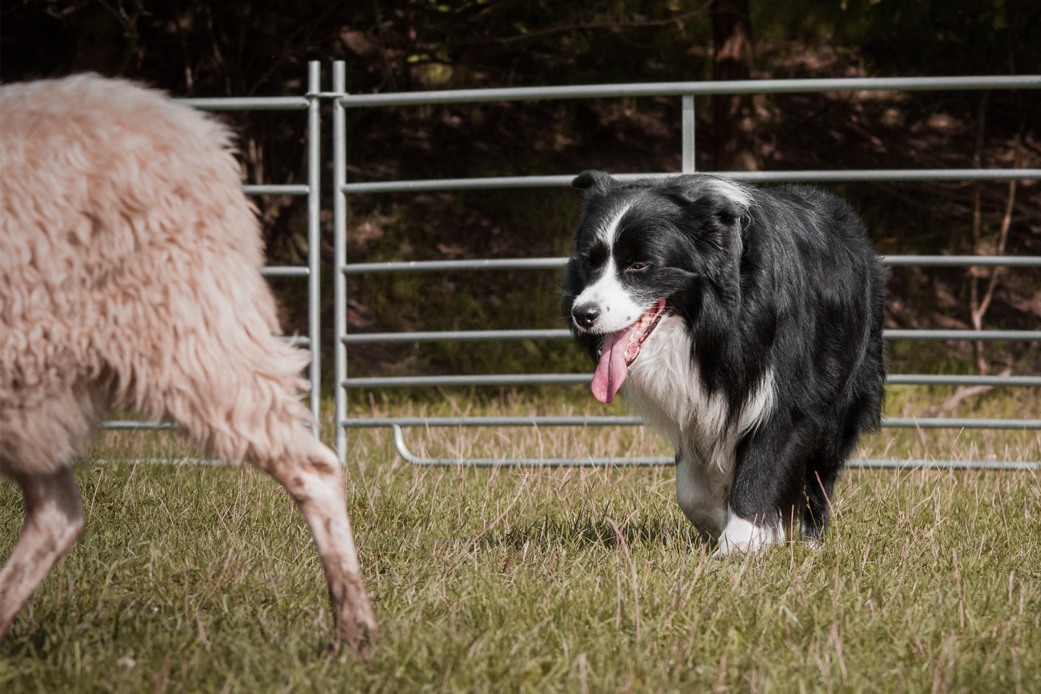 Border Collie Elvis beim Hütetraining