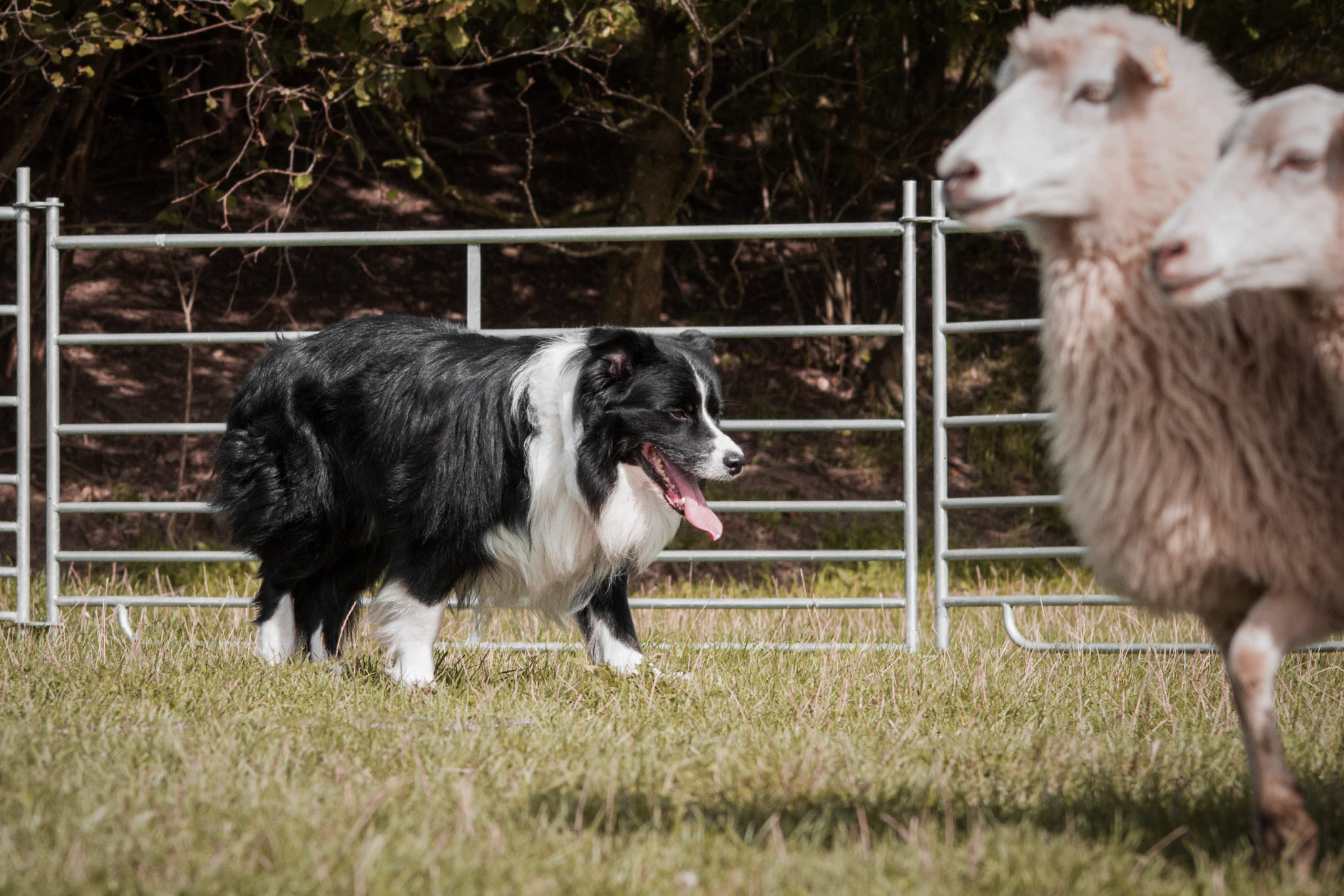 Border Collie Elvis beim Hütetraining