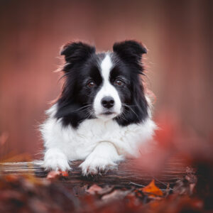 Trächtige Border Collie Hündin im Herbstwald