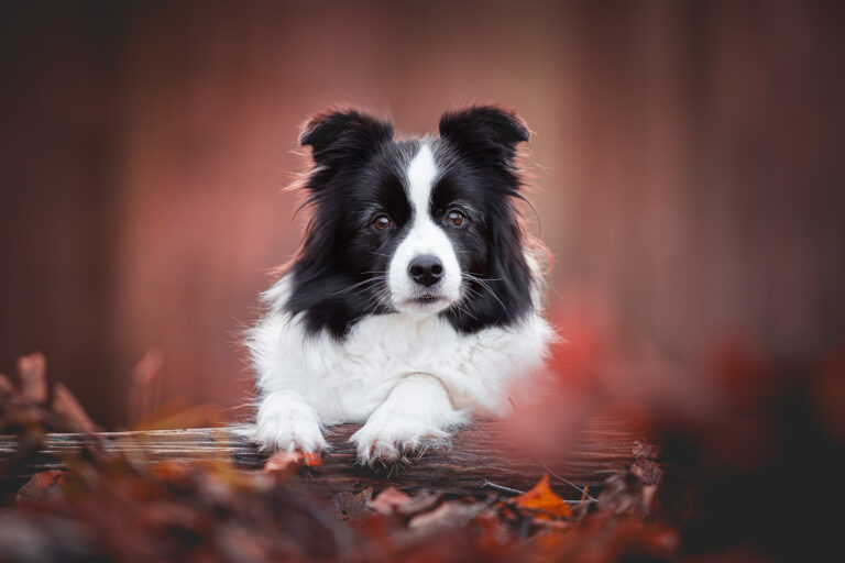 Trächtige Border Collie Hündin im Herbstwald