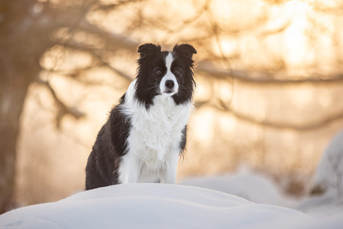 Trächtige Border Collie Hündin bei Sonnenaufgang im Schnee