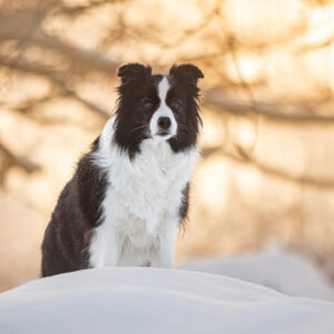 Trächtige Border Collie Hündin bei Sonnenaufgang im Schnee