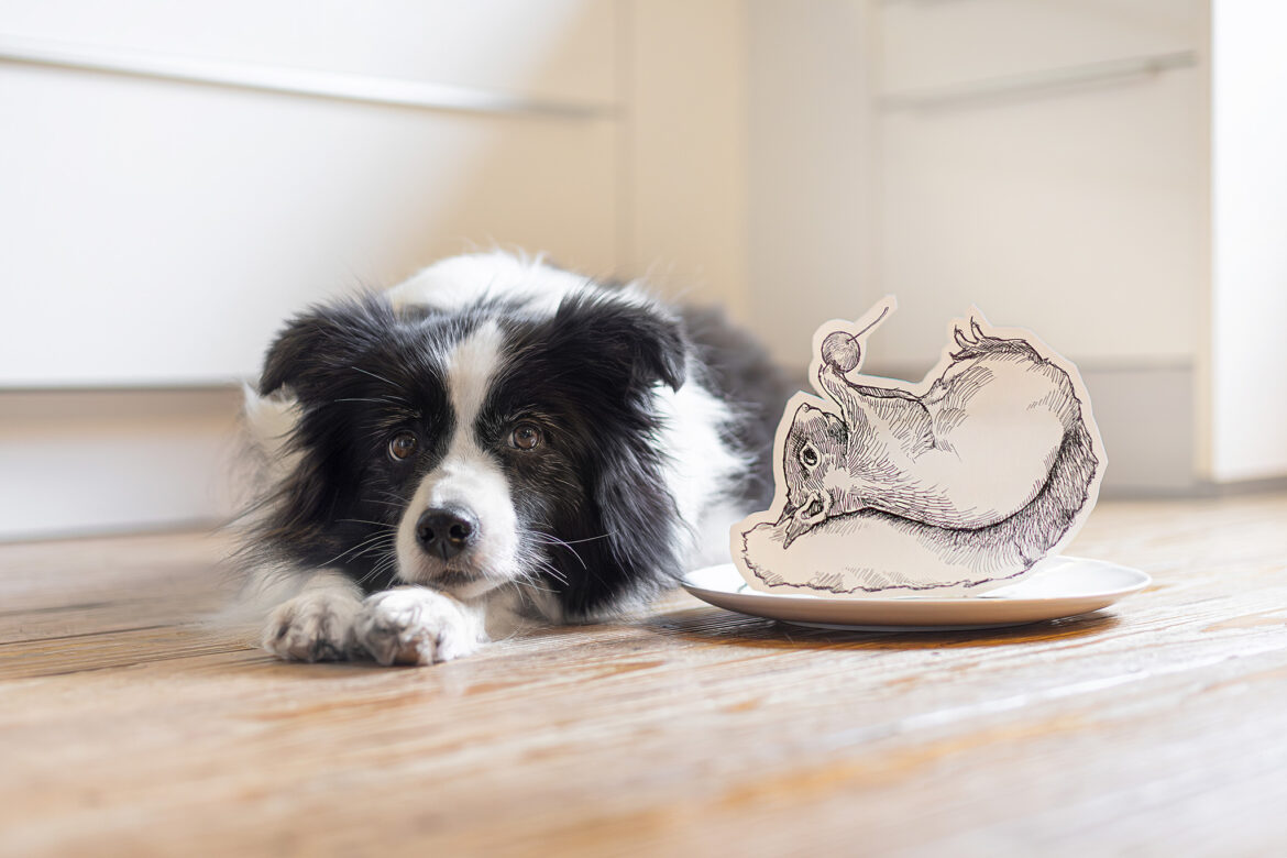 Trächtige Border Collie Hündin in der 6. Trächtigkeitswoche