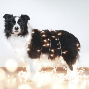 Trächtige Border Collie Hündin in der 7. Trächtigkeitswoche, die mit einer Lichterkette eingewickelt ist