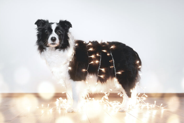 Trächtige Border Collie Hündin in der 7. Trächtigkeitswoche, die mit einer Lichterkette eingewickelt ist