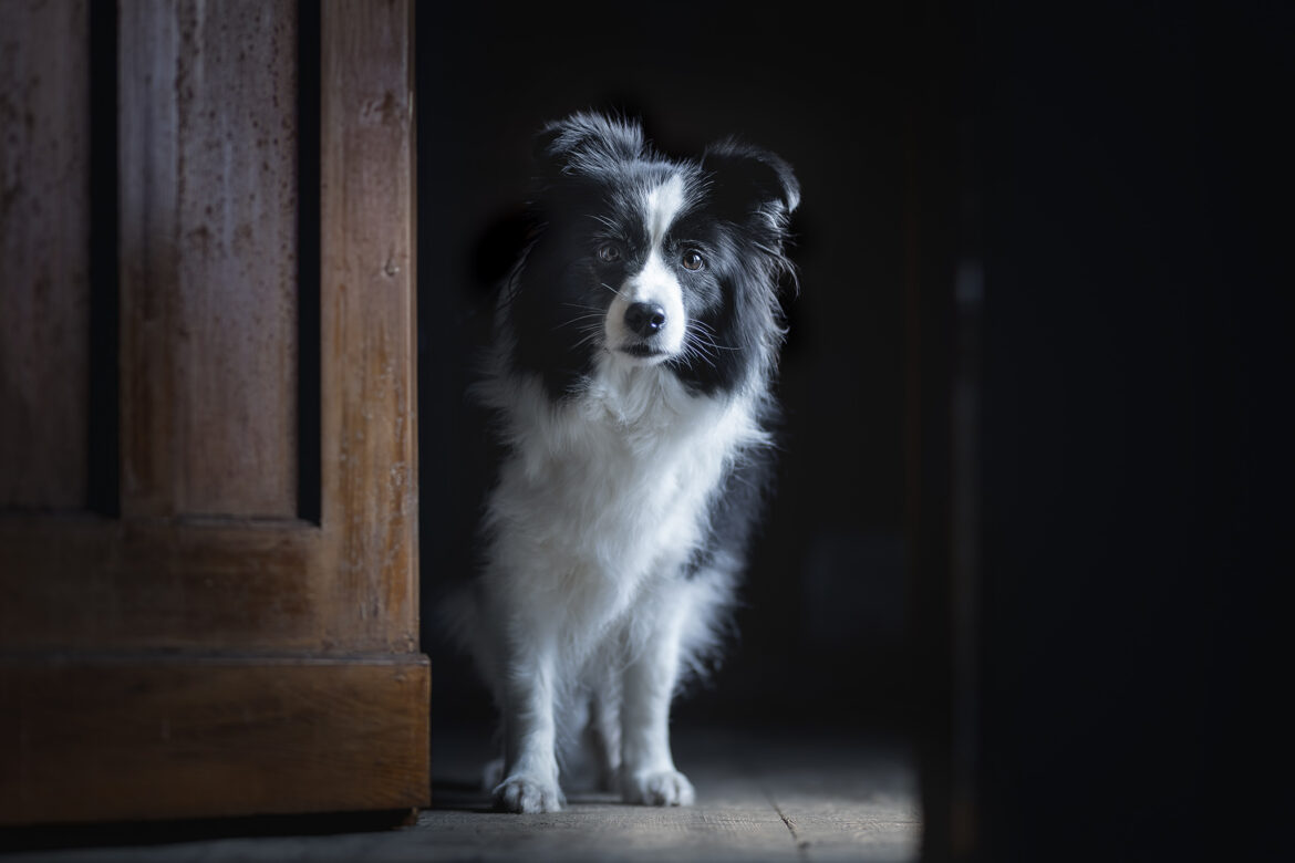 Schwarz-weiße Border Collie Hündin, die nachts in einem schwach beleuchteten Flur steht