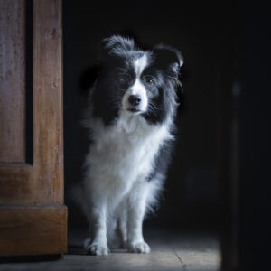 Schwarz-weiße Border Collie Hündin, die nachts in einem schwach beleuchteten Flur steht