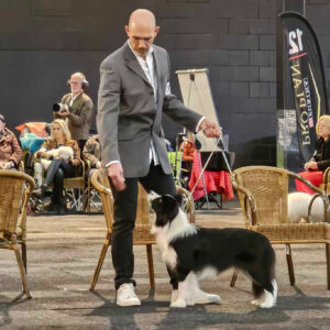 Border Collie Hündin auf einer Hundeausstellung