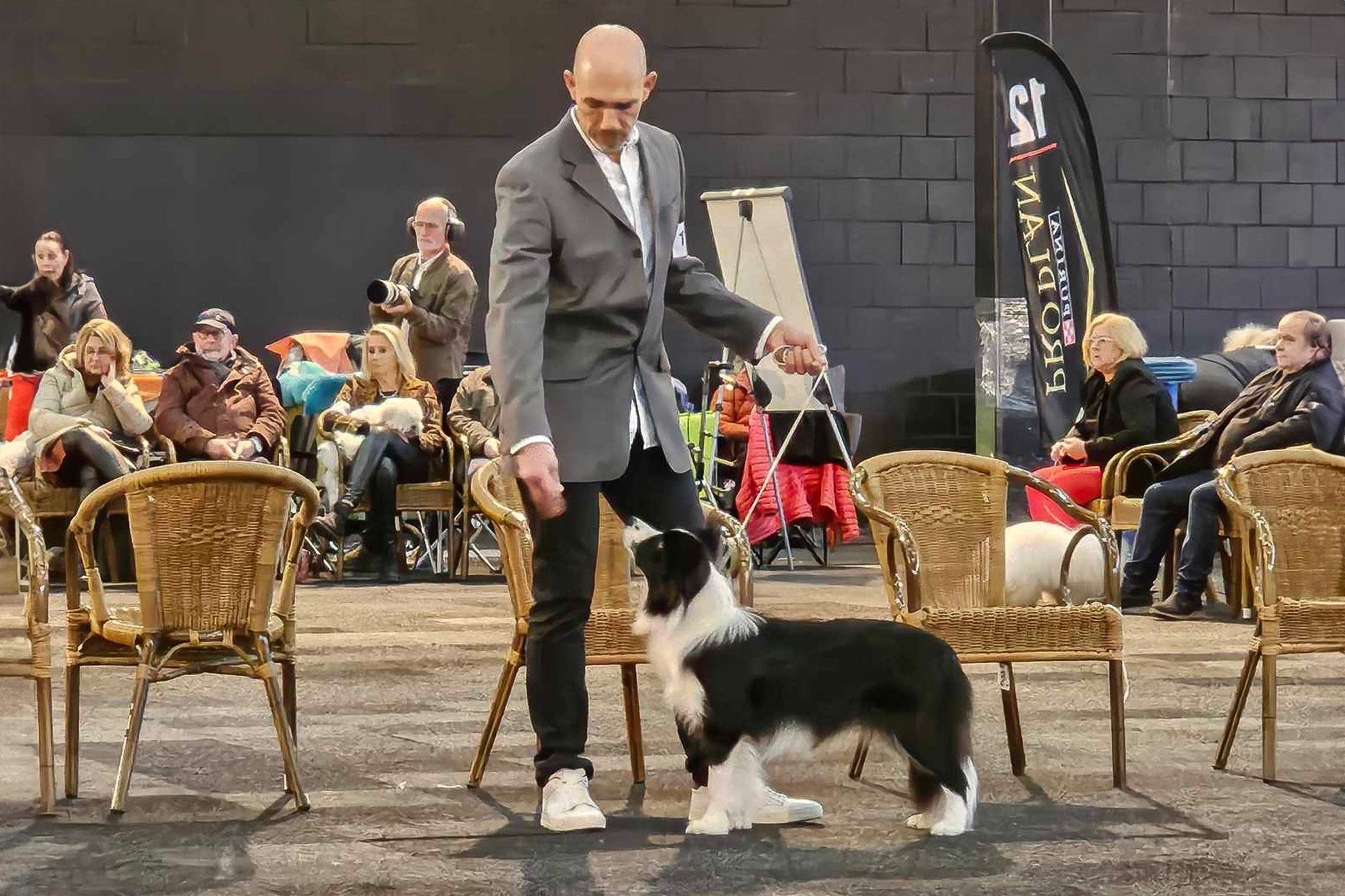 Border Collie Hündin auf einer Hundeausstellung