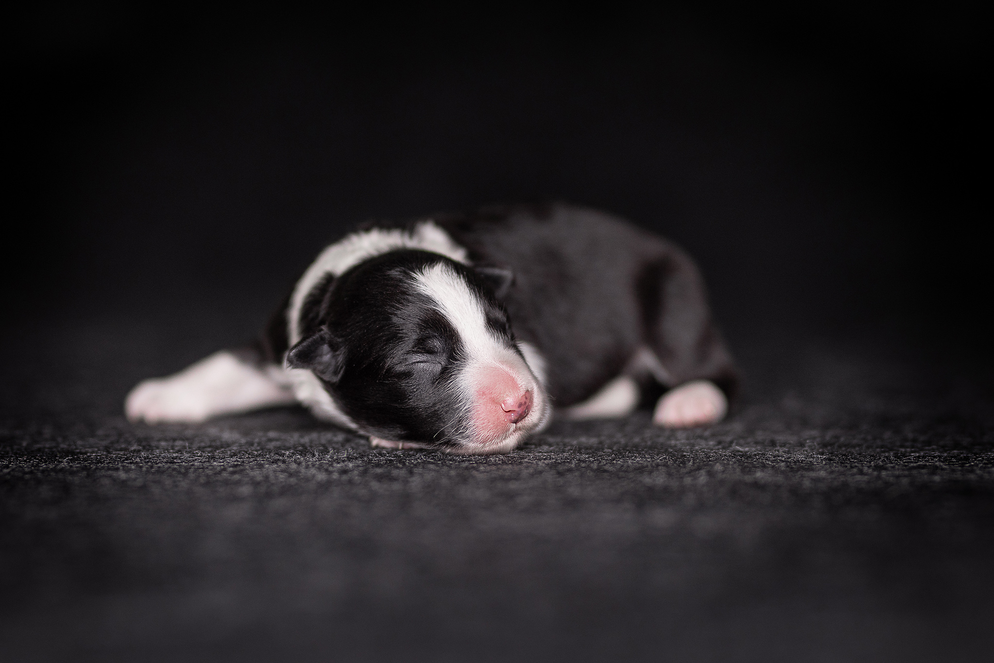 Schwarz-weißer neugeborener Border Collie Welpe