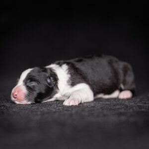 Schwarz-weißer neugeborener Border Collie Welpe