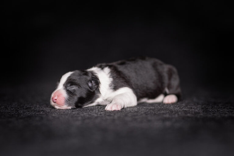 Schwarz-weißer neugeborener Border Collie Welpe