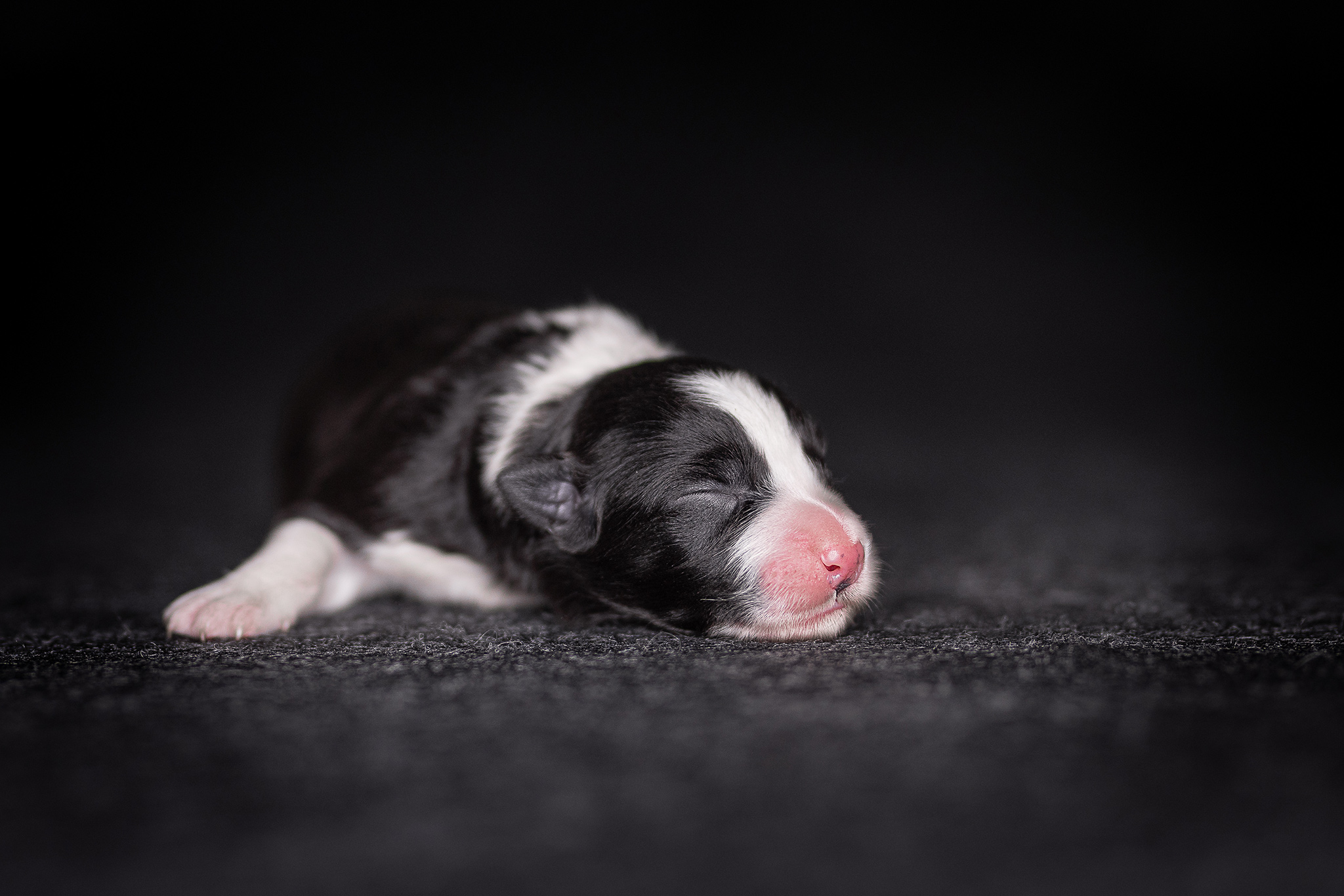 Schwarz-weißer neugeborener Border Collie Welpe