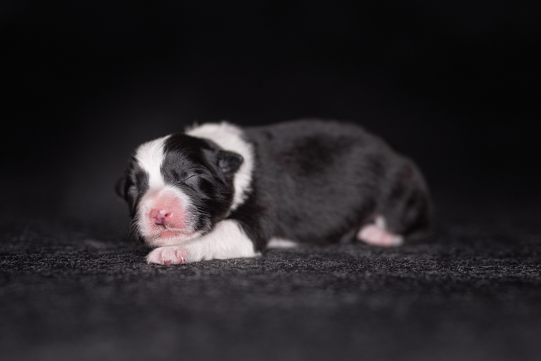 Schwarz-weißer neugeborener Border Collie Welpe