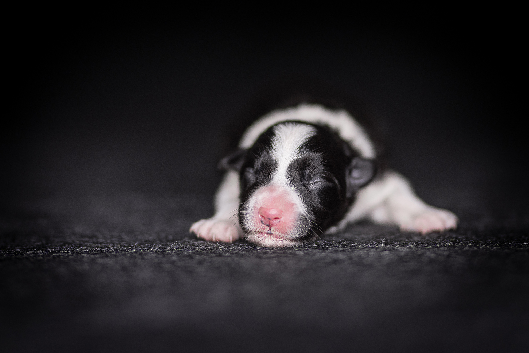 Schwarz-weißer neugeborener Border Collie Welpe