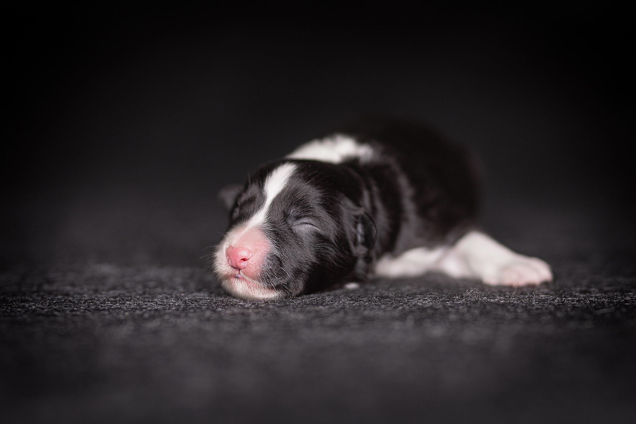 Schwarz-weißer neugeborener Border Collie Welpe