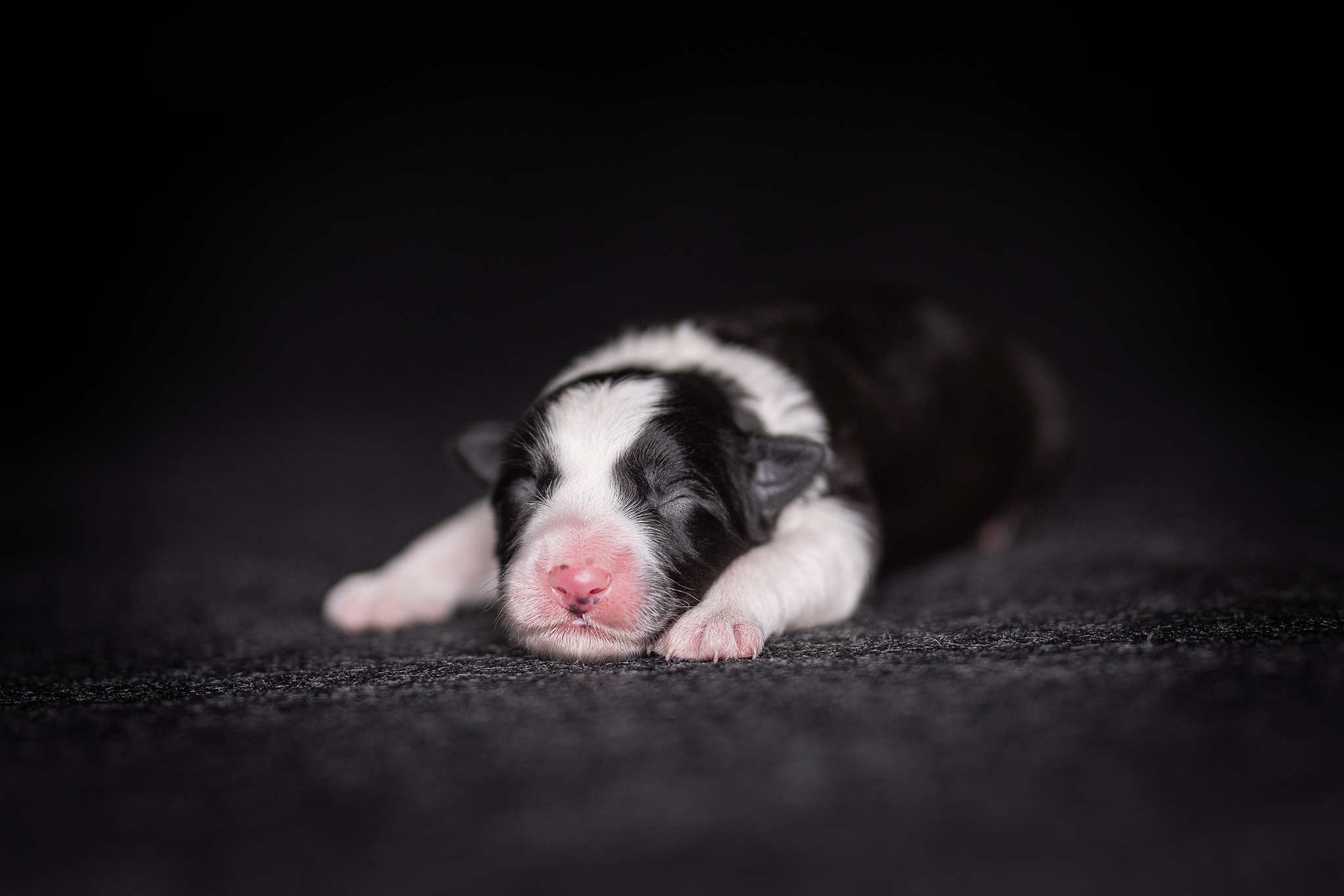 Schwarz-weißer neugeborener Border Collie Welpe