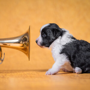 Drei Wochen alter Border Collie Welpe