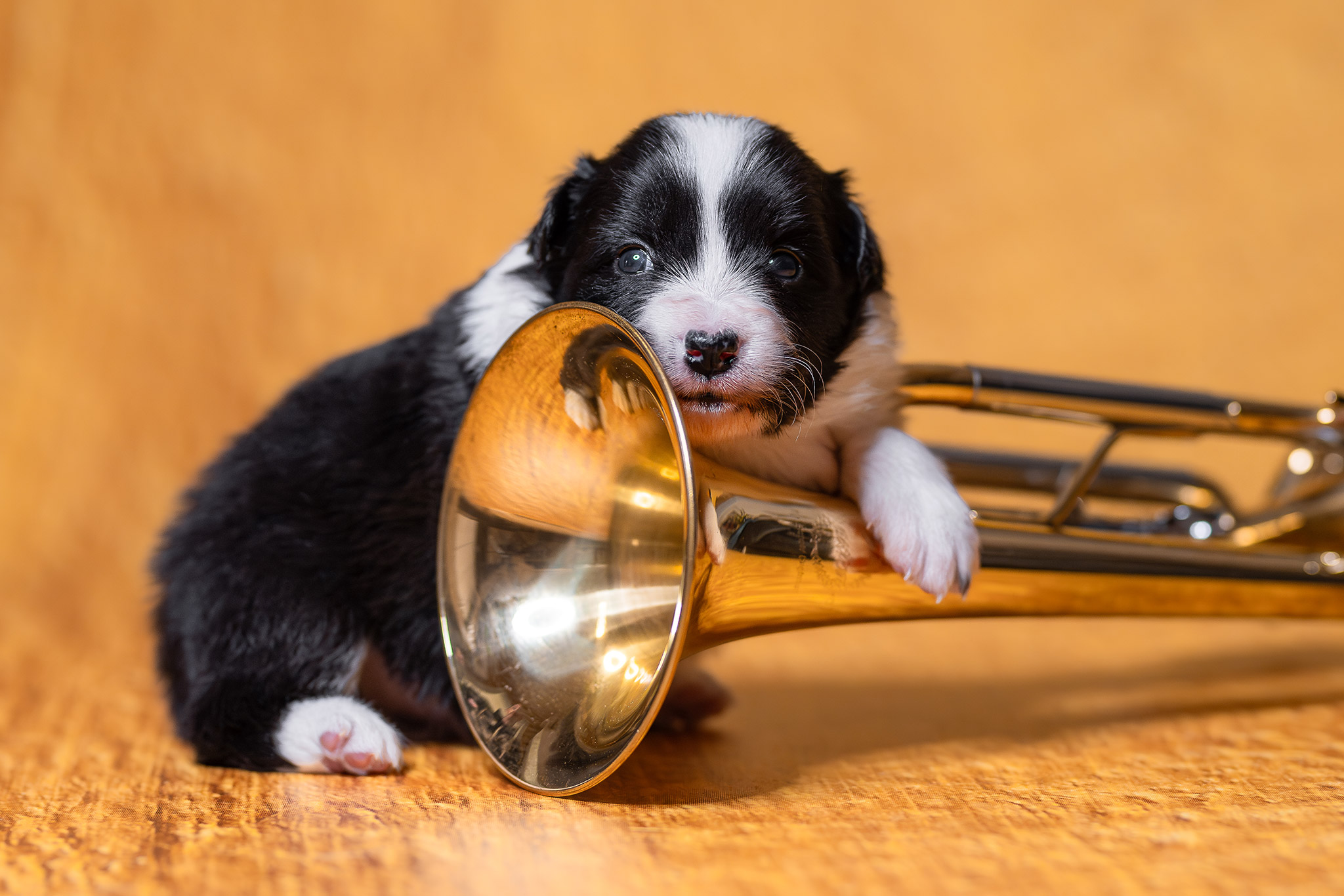 Drei Wochen alter Border Collie Welpe