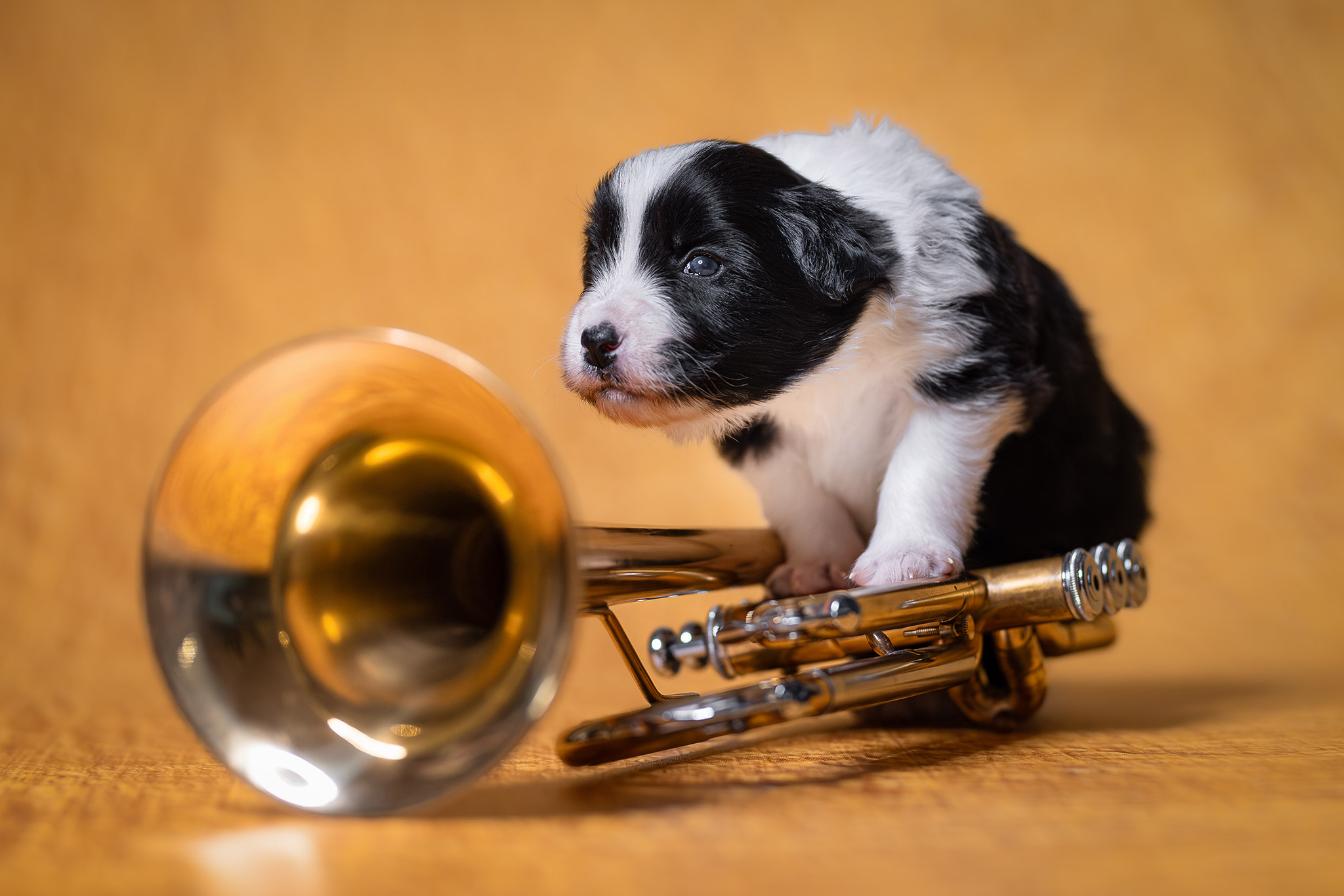 Drei Wochen alter Border Collie Welpe