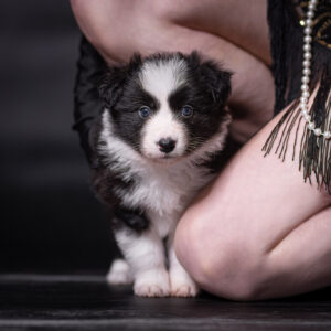 Fünf Wochen alter Border Collie Welpe