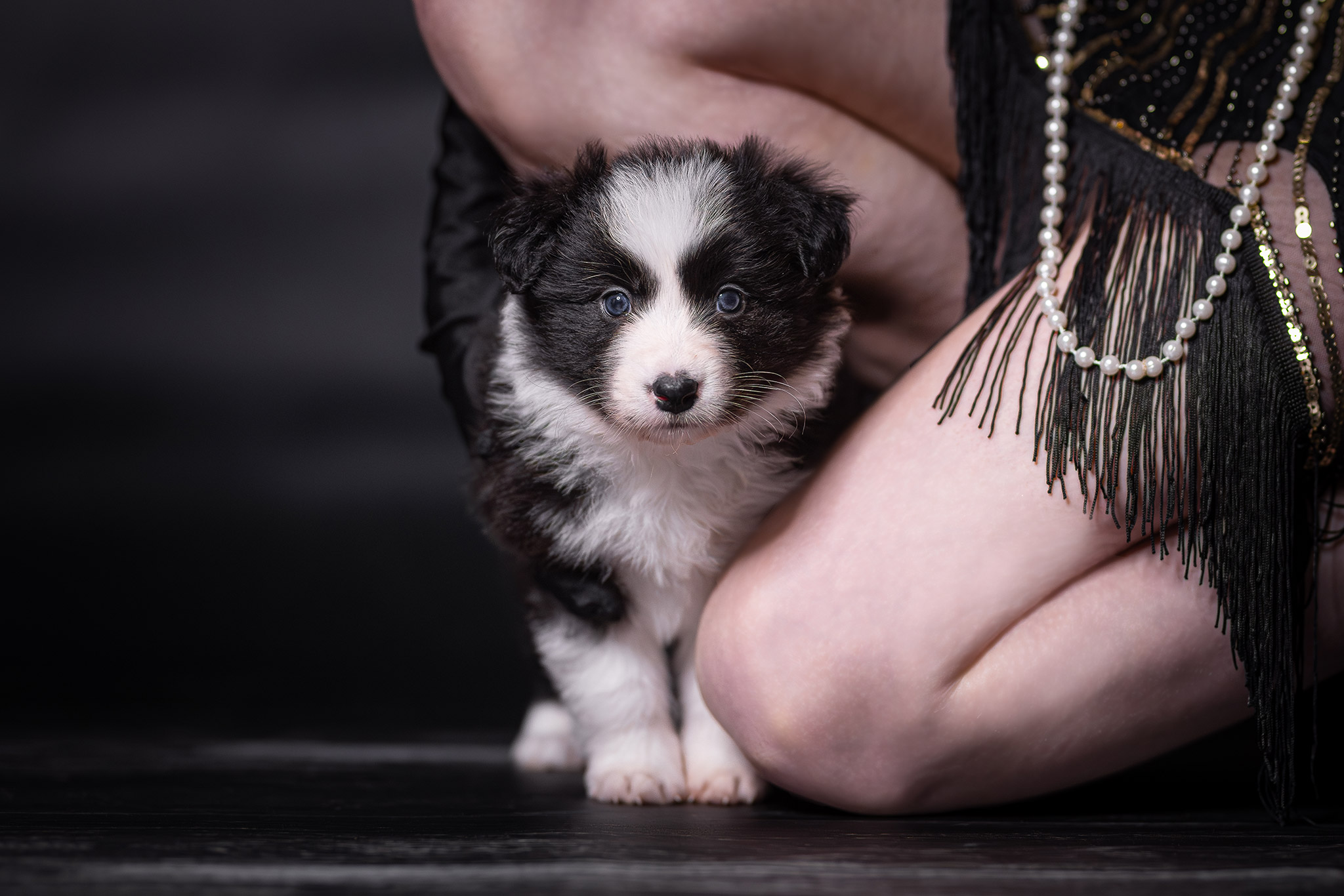 Fünf Wochen alter Border Collie Welpe