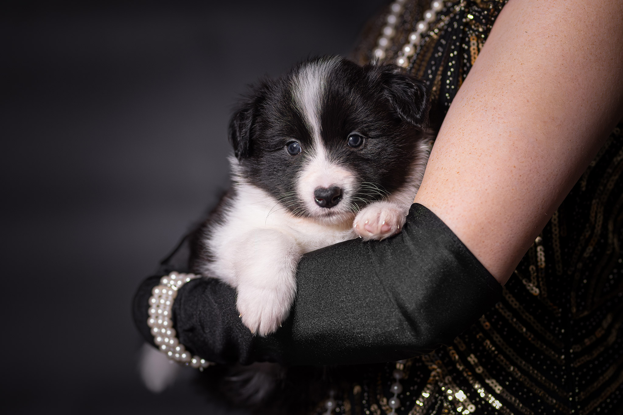 Fünf Wochen alter Border Collie Welpe