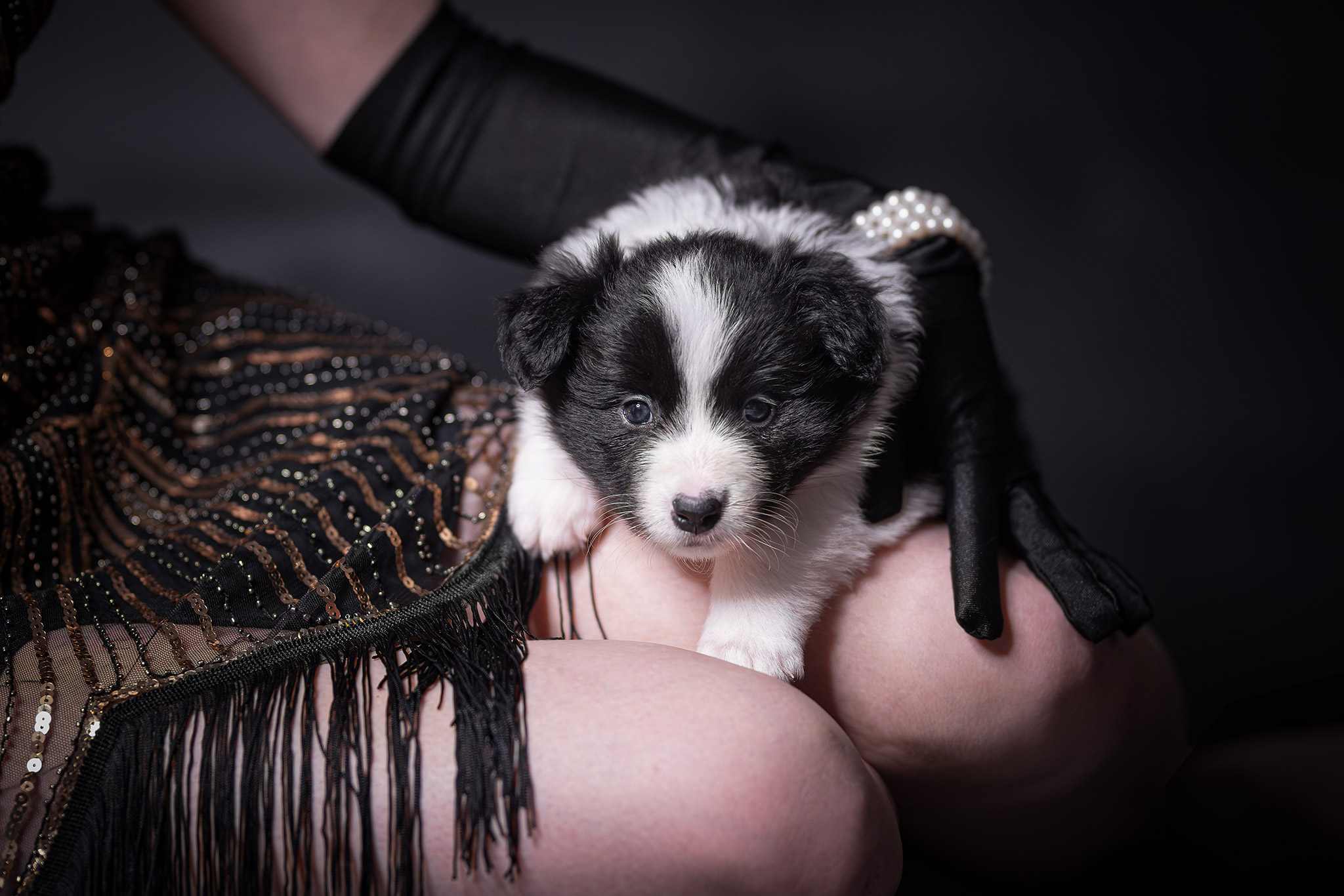 Fünf Wochen alter Border Collie Welpe