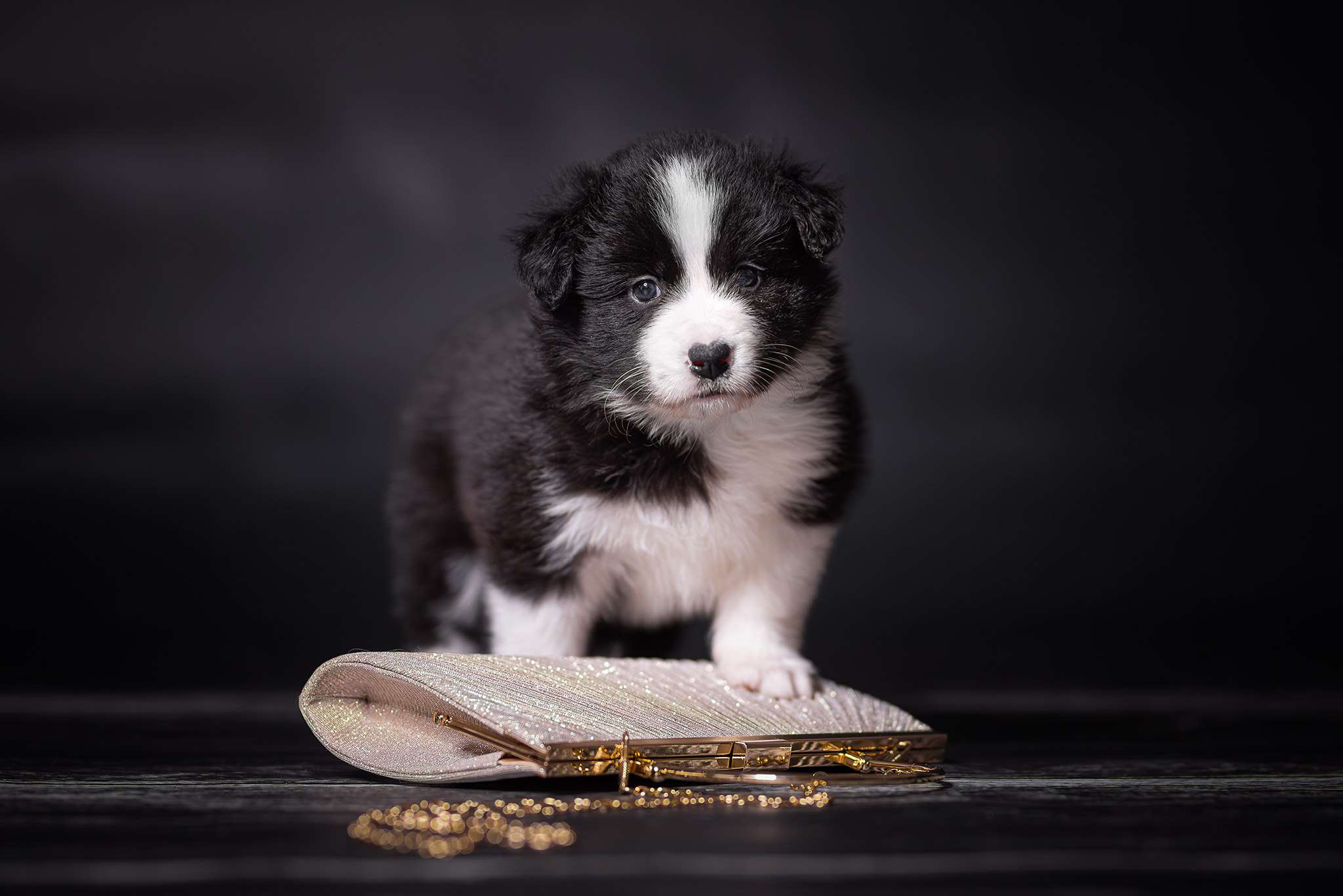 Fünf Wochen alter Border Collie Welpe