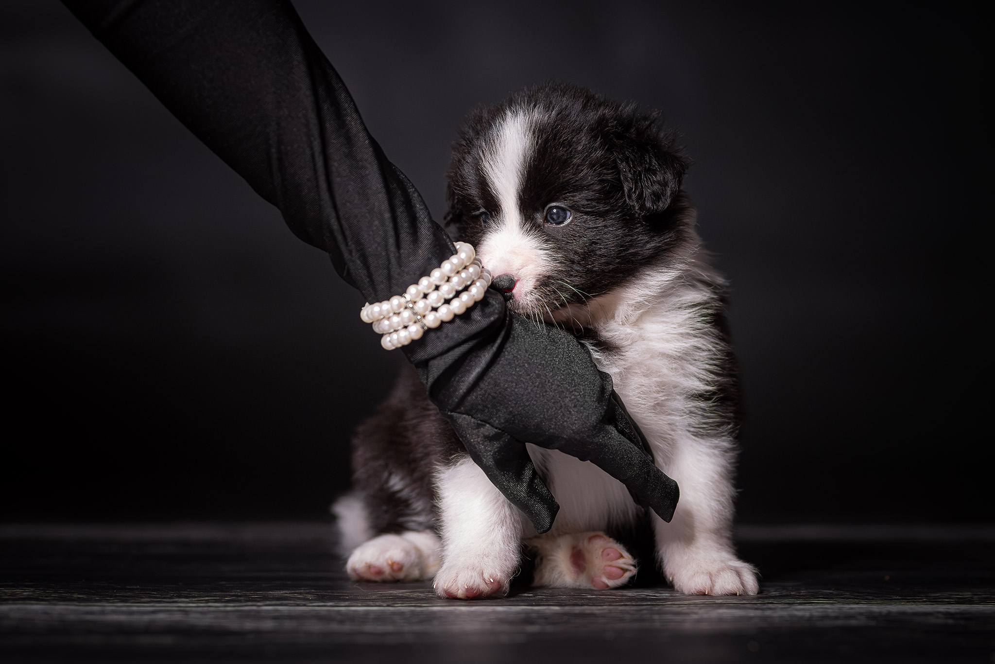 Fünf Wochen alter Border Collie Welpe