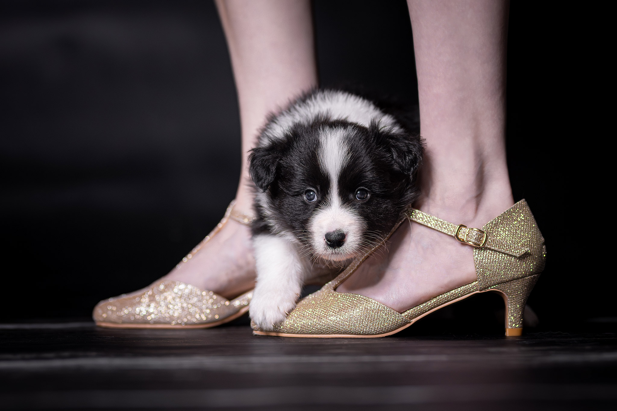 Fünf Wochen alter Border Collie Welpe