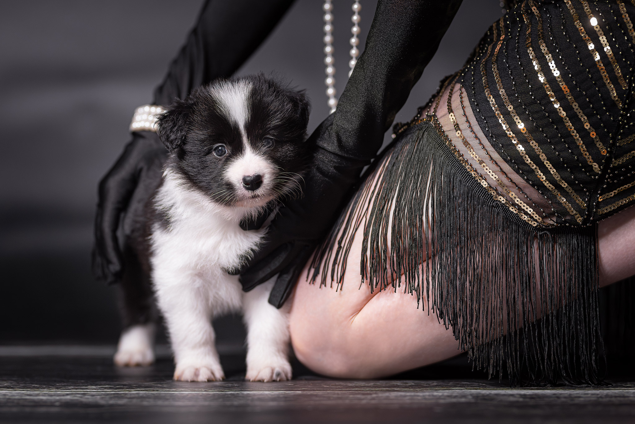 Fünf Wochen alter Border Collie Welpe