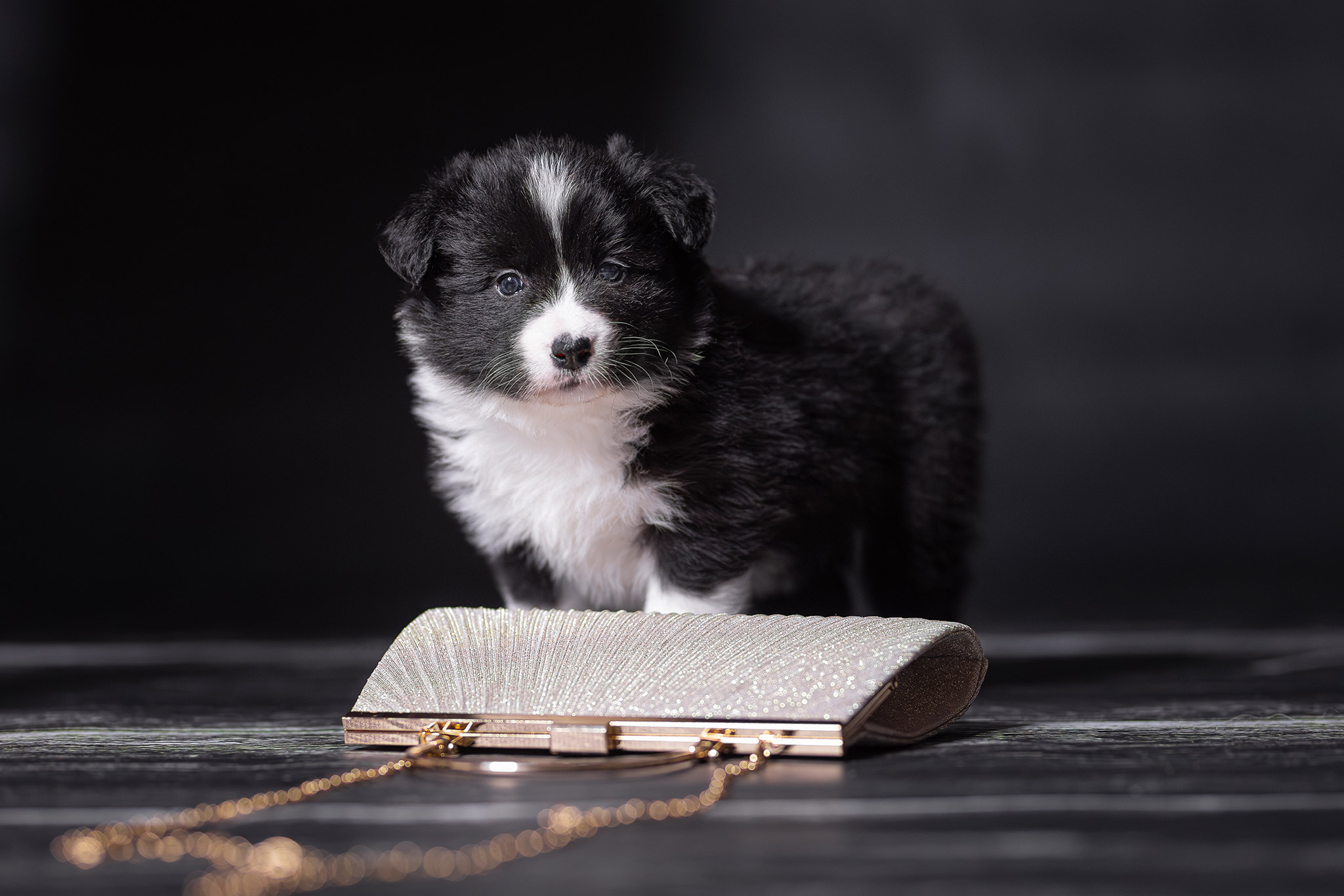 Fünf Wochen alter Border Collie Welpe