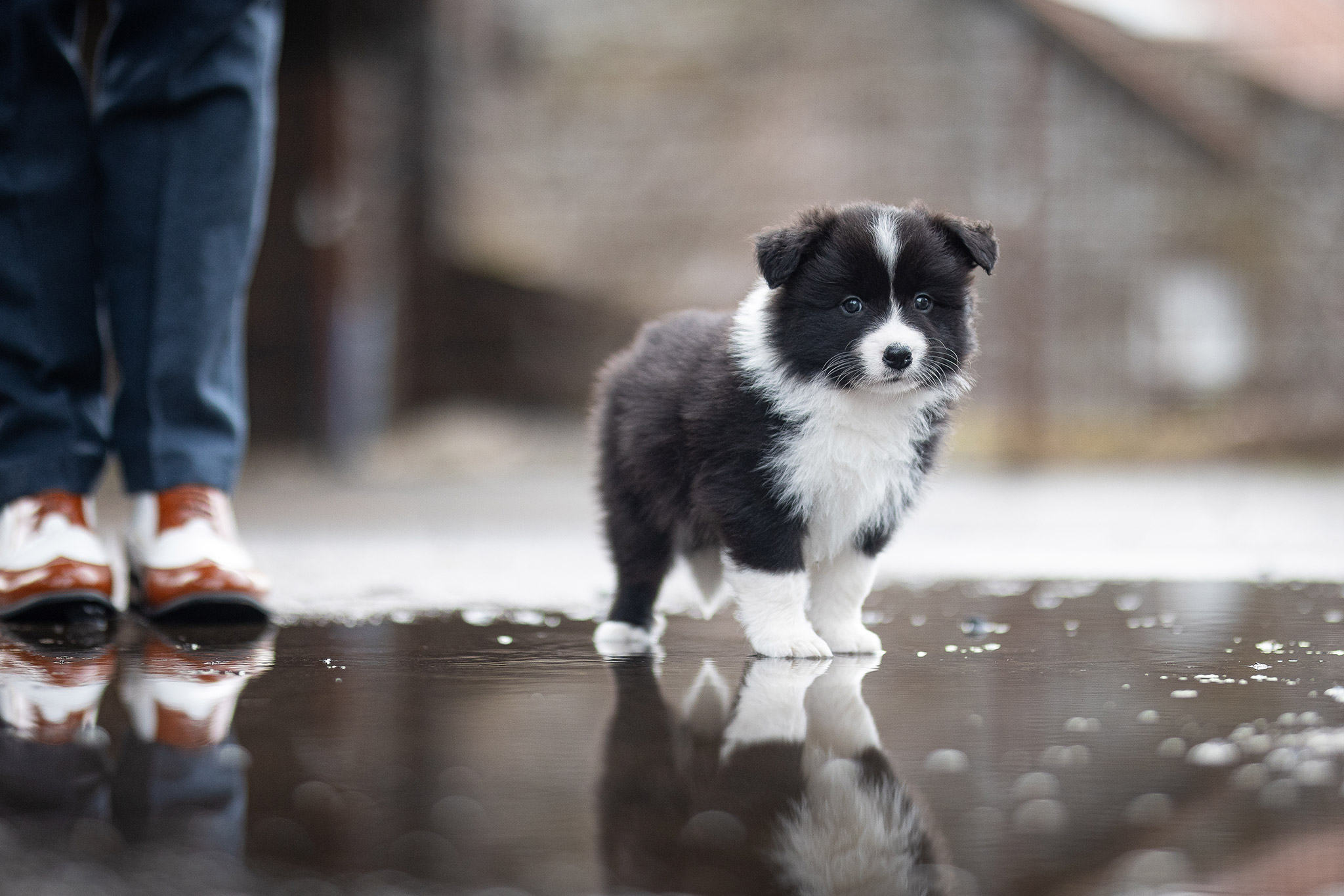 Sechs Wochen alter Border Collie Welpe