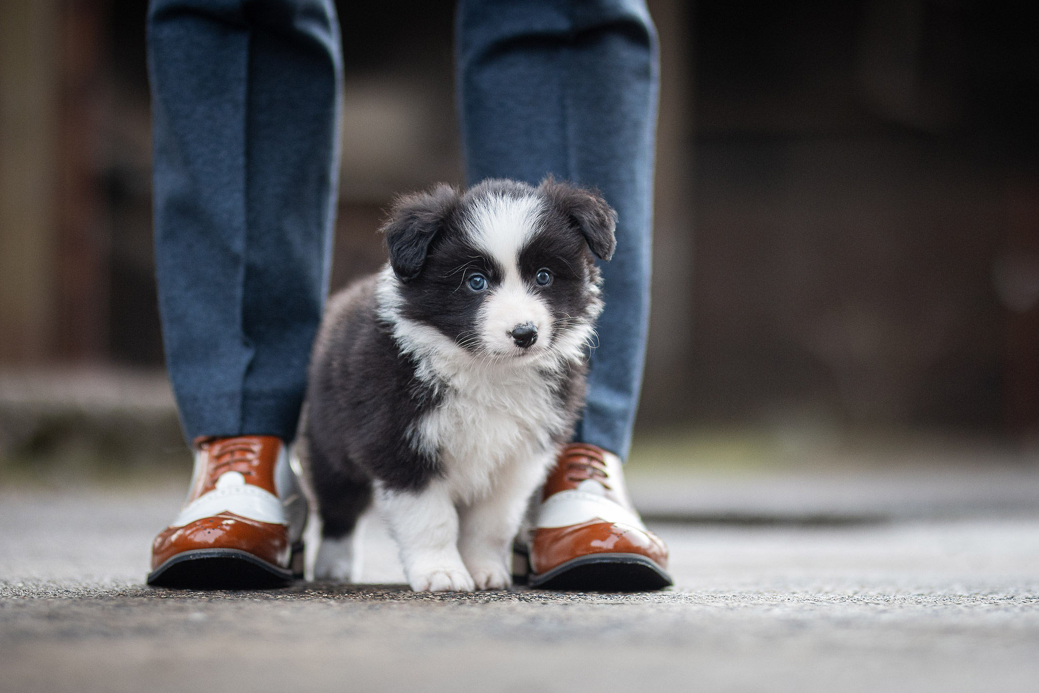 Sechs Wochen alter Border Collie Welpe